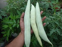 Pudalangai (Snake Gourd)