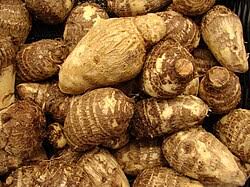 Sembukilangu (Colocasia)
